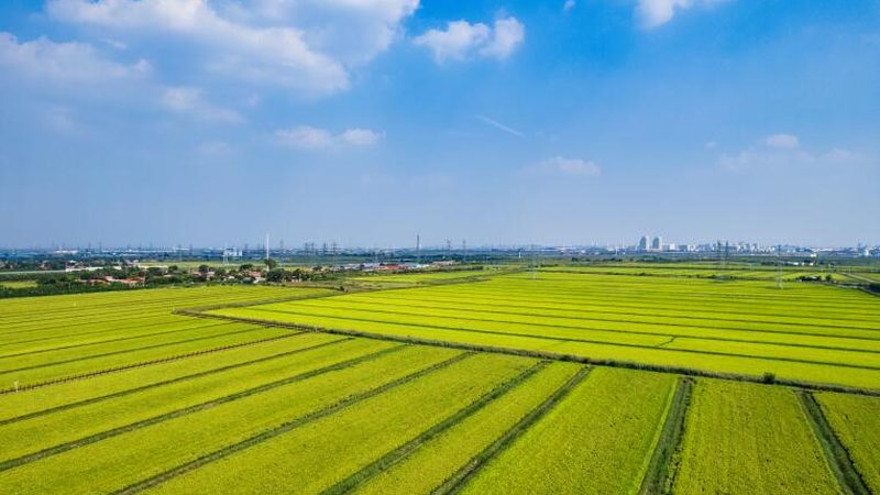 家庭农场如何选择合适的小型农机设备？**
