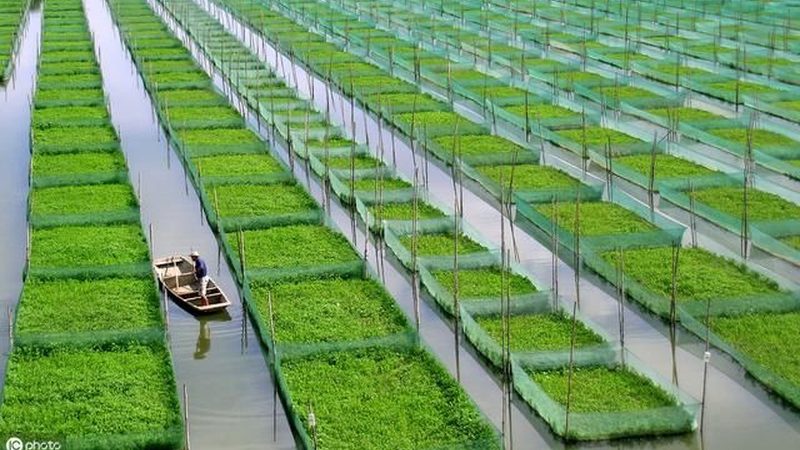 河南农民专业合作社注销难题探析