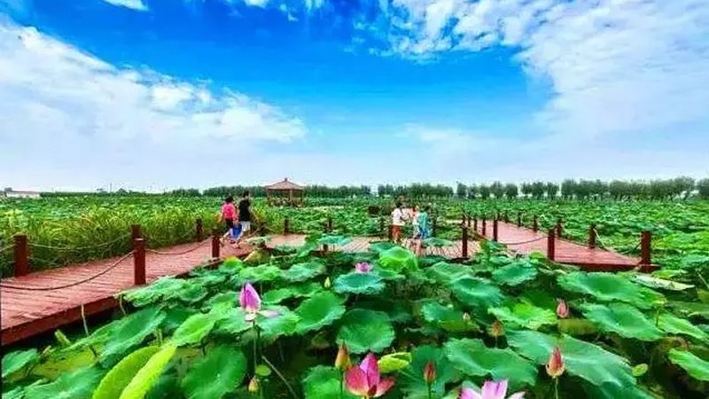 农村创业种植培训班：开启绿色农业新篇章**