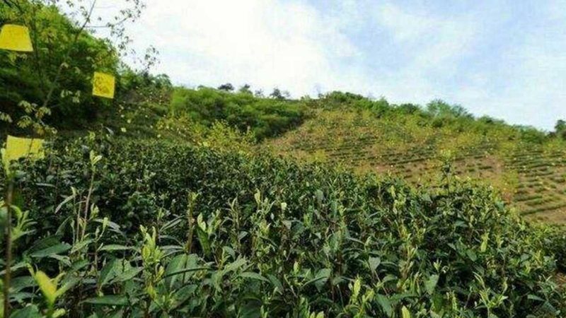 绿色食品证书办理，农业转型新起点