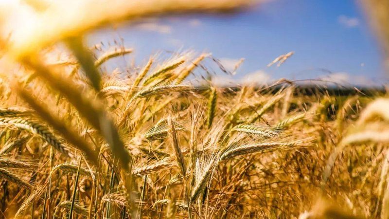 大棚农业种植基地承包材质选择：揭秘影响产量的关键因素**