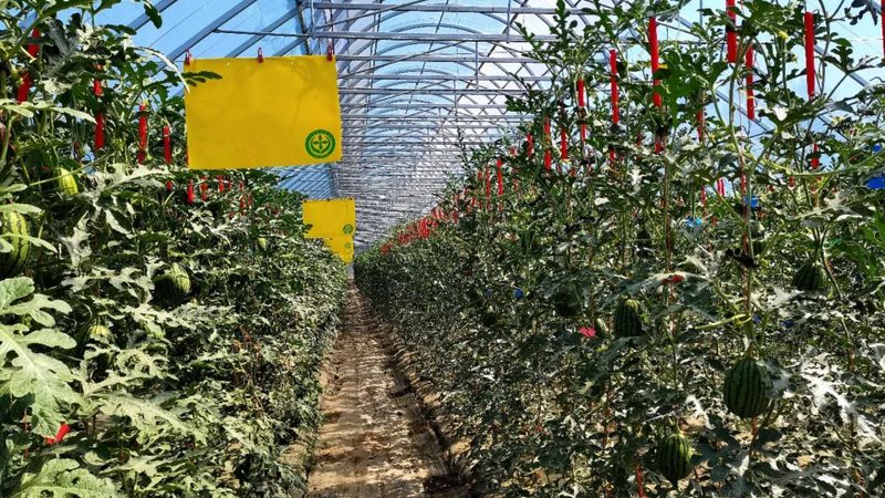 蔬菜配送报价清单：揭秘其包含的五大关键项目