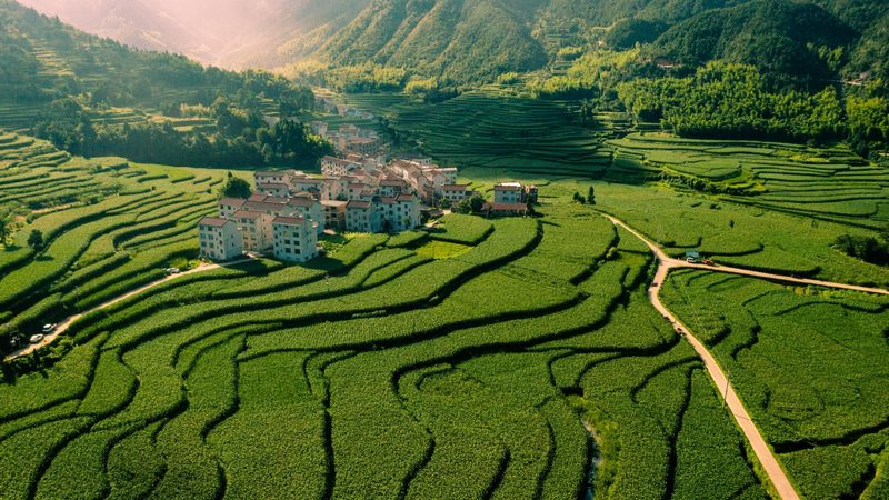 全国蔬菜批发价格波动背后的秘密**
