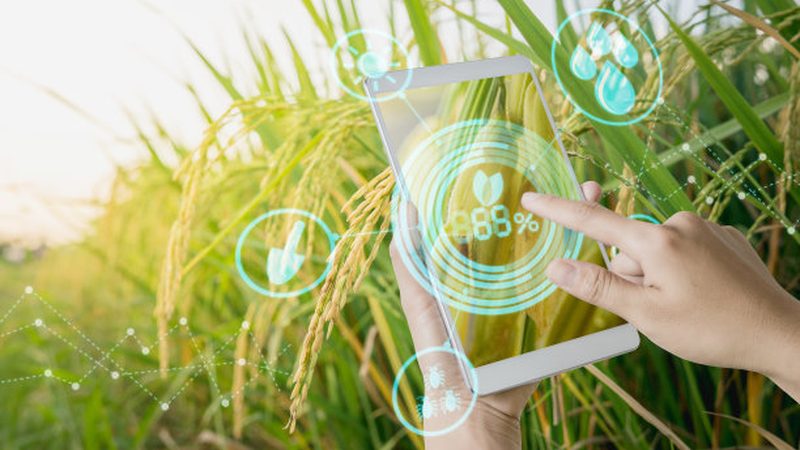 粮食种植深加工项目：五大关键注意事项