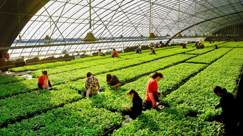简易大棚蔬菜种植技术步骤解析