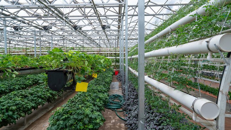 水果种植合作社电商渠道年收入