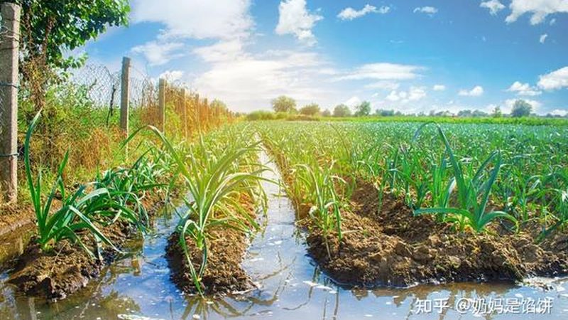 温室土壤湿度控制参数标准解析
