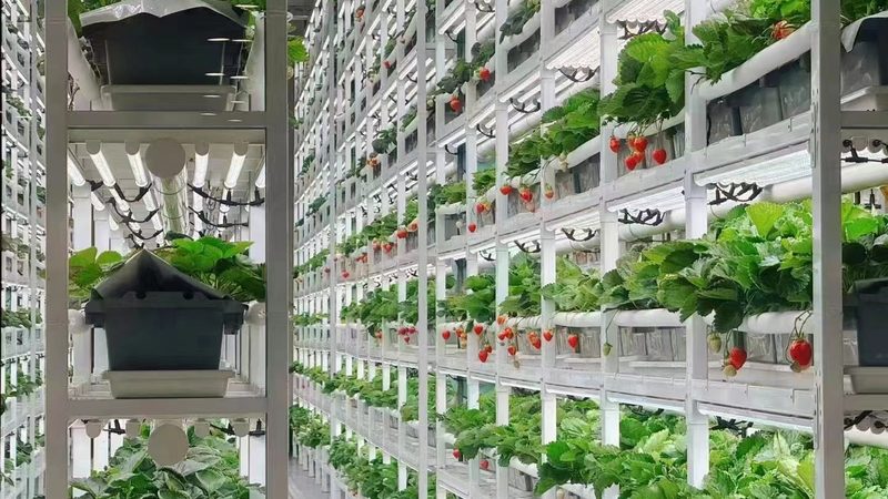 河南小型农产品深加工设备：价格背后的价值考量